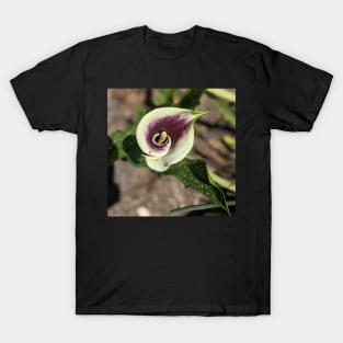 Calla Lily From the Top Photographic Image T-Shirt